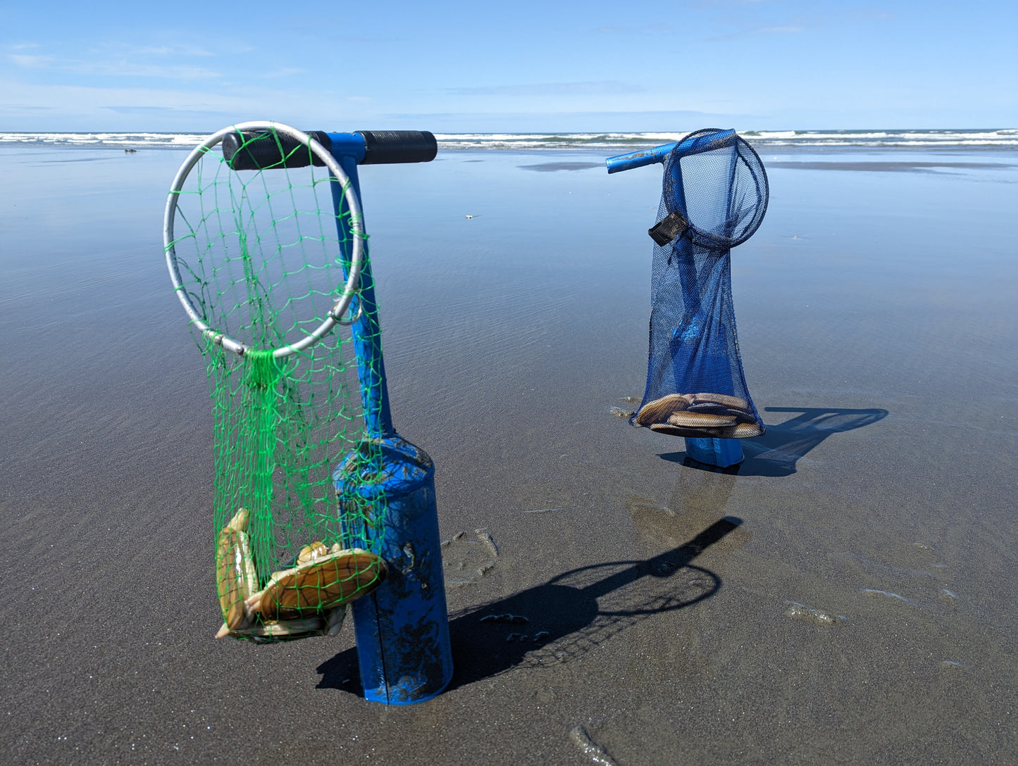 Pacific Razor Clam "Gun"
