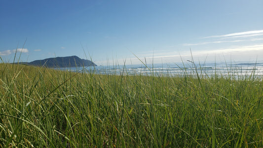 10 Best Beaches On The Northern Oregon Coast For Your Next Gathering.